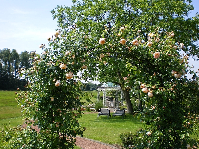 romantischer Rosenbogen mit duftender Nostalgie-Rose bepflanzt